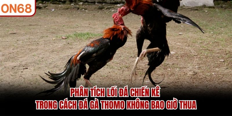 cách đá gà thomo không bao giờ thua