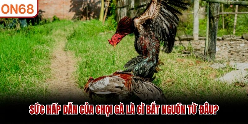 Sức hấp dẫn của chọi gà là gì bắt nguồn từ đâu? đá gà là gì